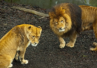 Lion and Lioness on black dirt HD wallpaper